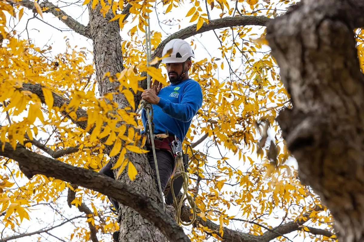 Skilled Tree Trimming crew working in Henderson